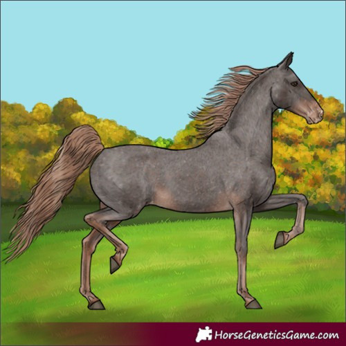 Horse Color:Liver Chestnut Appaloosa 