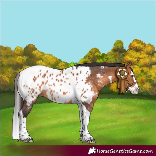 Horse Color:Bay Splash Tobiano Near Leopard
