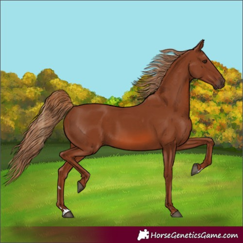 Horse Color:Chestnut 