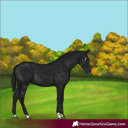 Horse Color:Gray Black 