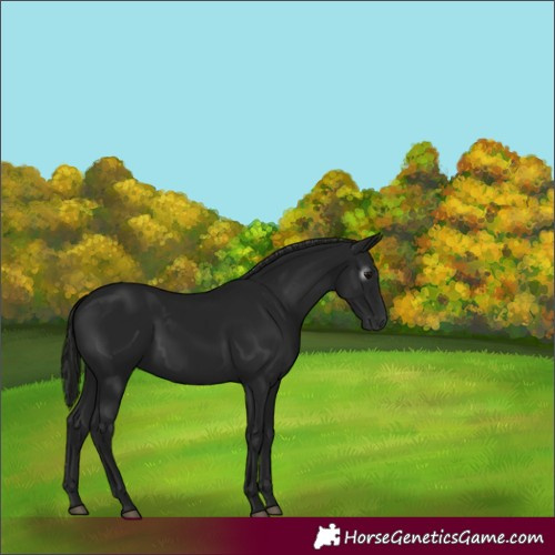 Horse Color:Gray Black 