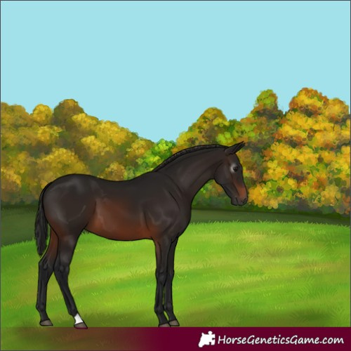 Horse Color:Gray Bay 