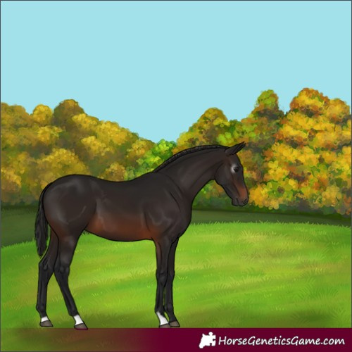 Horse Color:Gray Bay 