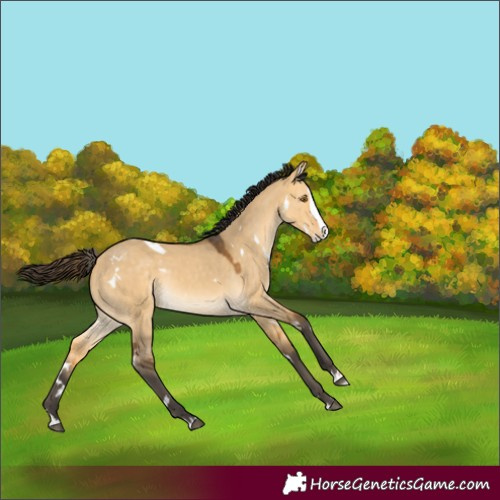 Horse Color:White Spotted Buckskin Dun Splash Rabicano 