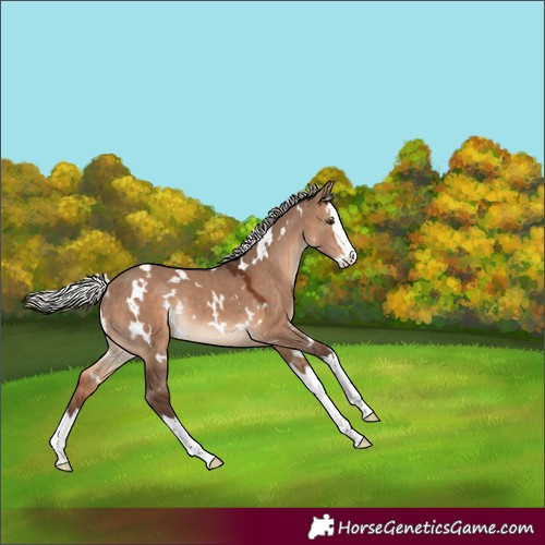 Horse Color:White Spotted Silver Brown Dun Splash Rabicano
