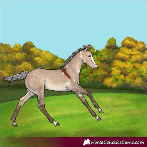 Horse Color:White Spotted Silver Brown Dun Splash Rabicano 