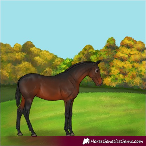 Horse Color:Gray Bay 