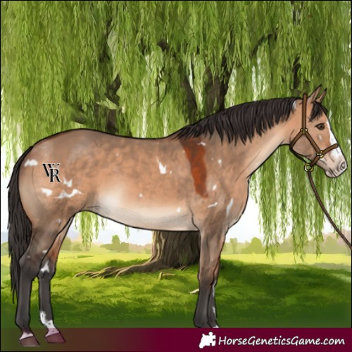 Horse Color:White Spotted Bay Dun Splash Rabicano 