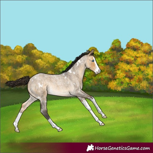 Horse Color:White Spotted Buckskin Roan Dun Splash Rabicano 