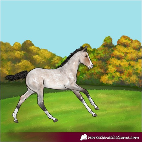 Horse Color:White Spotted Brown Roan Dun Splash Rabicano 