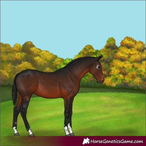 Horse Color:Gray Bay 