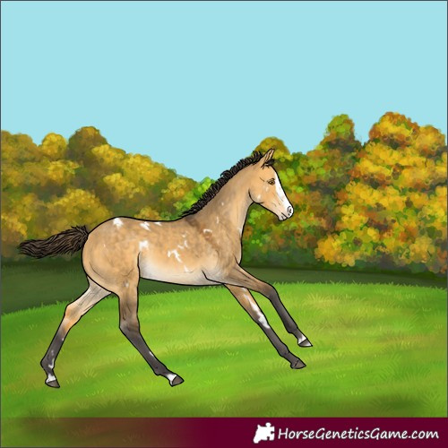 Horse Color:White Spotted Buckskin Dun Splash Rabicano 
