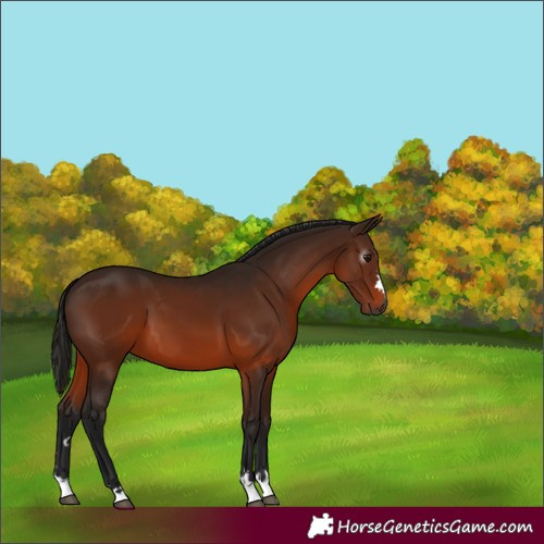 Horse Color:Gray Bay 