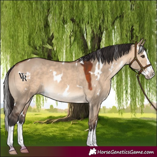 Horse Color:White Spotted Bay Dun Splash Rabicano 