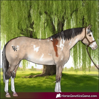 Horse Color:White Spotted Bay Dun Splash Rabicano 