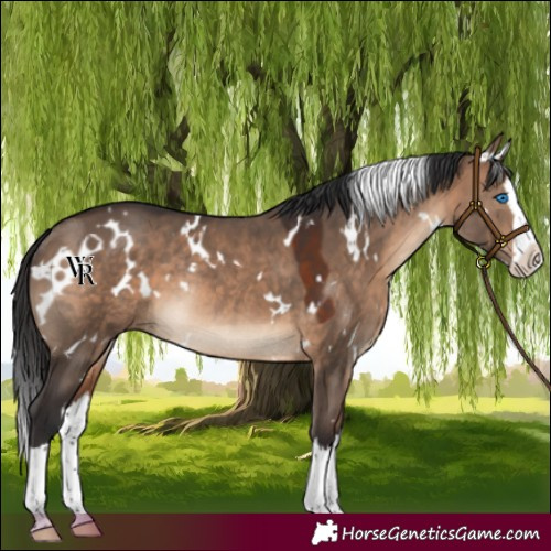 Horse Color:White Spotted Brown Dun Splash Rabicano 