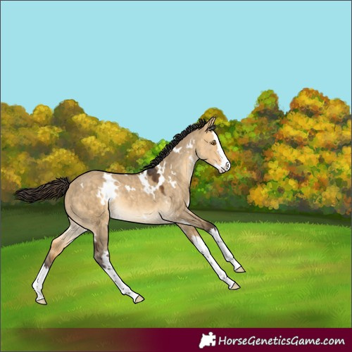 Horse Color:White Spotted Buckskin Dun Splash Rabicano 