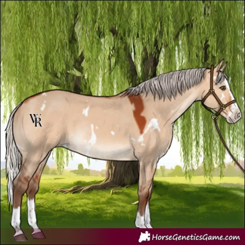 Horse Color:White Spotted Silver Bay Dun Splash Rabicano 