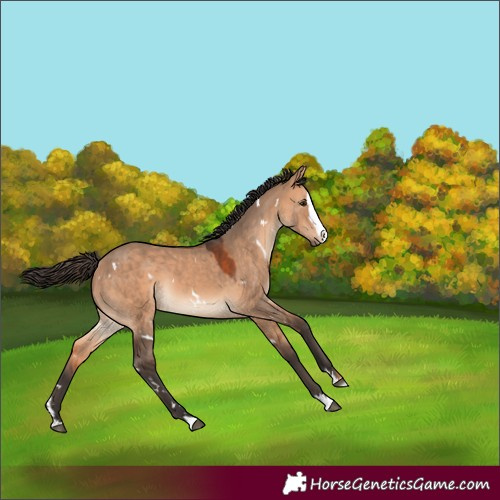 Horse Color:White Spotted Bay Dun Splash Rabicano