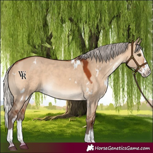 Horse Color:White Spotted Silver Brown Dun Splash Rabicano 