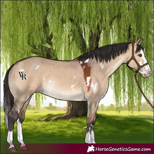 Horse Color:White Spotted Bay Dun Splash Rabicano 