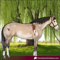 Horse Color:White Spotted Bay Dun Splash Rabicano