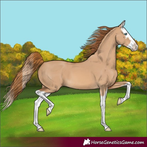 Horse Color:Red Dun Splash 