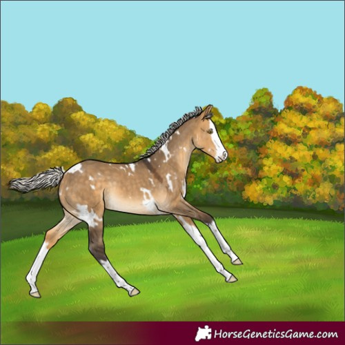 Horse Color:White Spotted Silver Buckskin Dun Splash Rabicano 