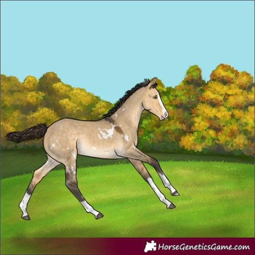 Horse Color:White Spotted Buckskin Dun Splash Rabicano