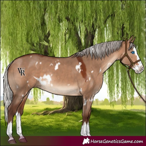 Horse Color:White Spotted Silver Bay Dun Splash Rabicano 