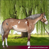 Horse Color:White Spotted Silver Bay Dun Splash Rabicano