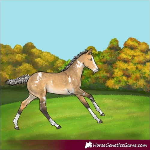 Horse Color:White Spotted Silver Buckskin Dun Splash Rabicano 