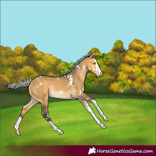 Horse Color:White Spotted Silver Buckskin Dun Splash Rabicano