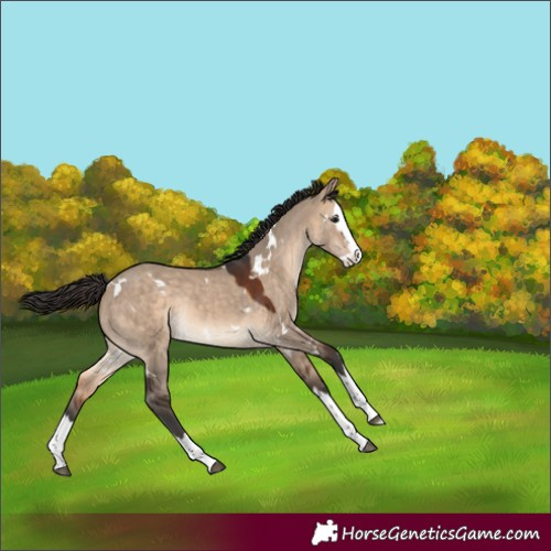 Horse Color:White Spotted Bay Dun Splash Rabicano