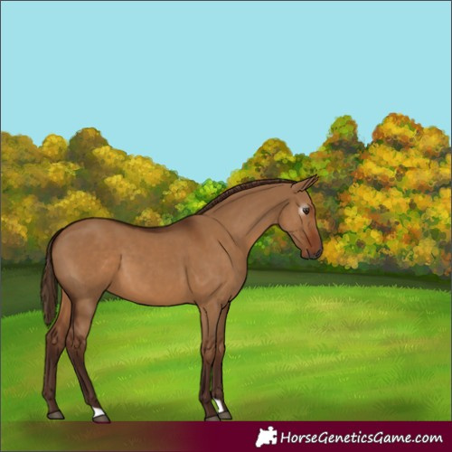 Horse Color:Gray Red Dun 