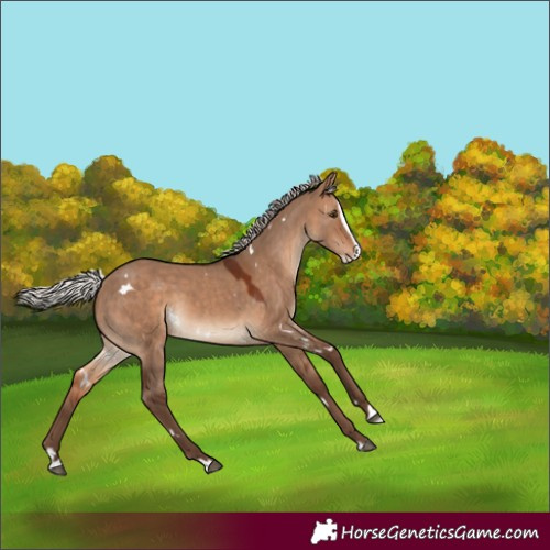 Horse Color:White Spotted Silver Bay Dun Splash Rabicano 