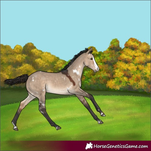 Horse Color:White Spotted Bay Dun Splash Rabicano
