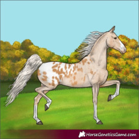 Horse Color:Palomino Appaloosa