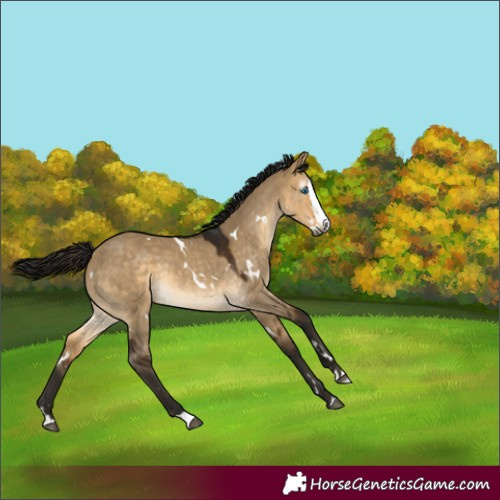 Horse Color:Gray White Spotted Buckskin Dun Splash Rabicano 