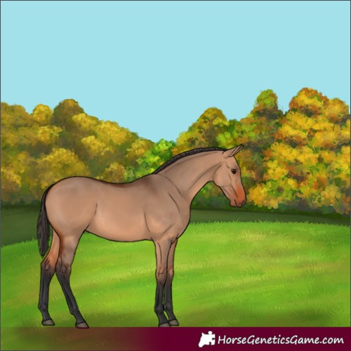 Horse Color:Bay Dun 
