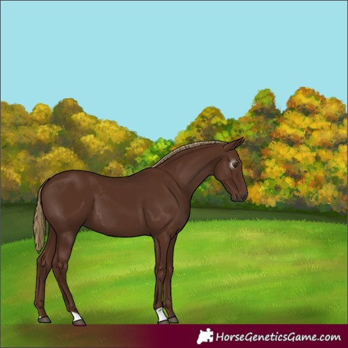 Horse Color:Gray Chestnut 