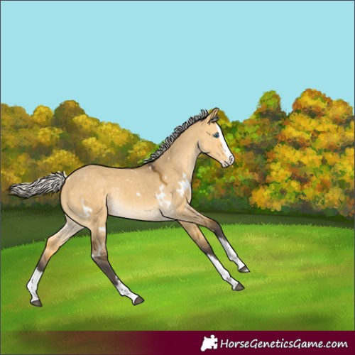 Horse Color:White Spotted Silver Buckskin Dun Splash Rabicano