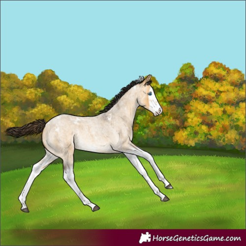Horse Color:White Spotted Buckskin Roan Dun Splash Rabicano 