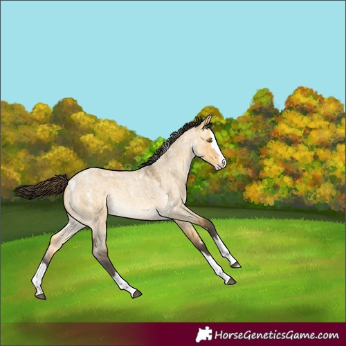 Horse Color:White Spotted Buckskin Roan Dun Splash Rabicano 
