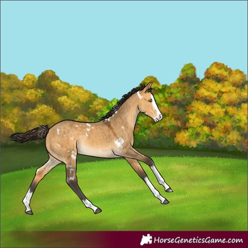 Horse Color:White Spotted Buckskin Dun Splash Rabicano 