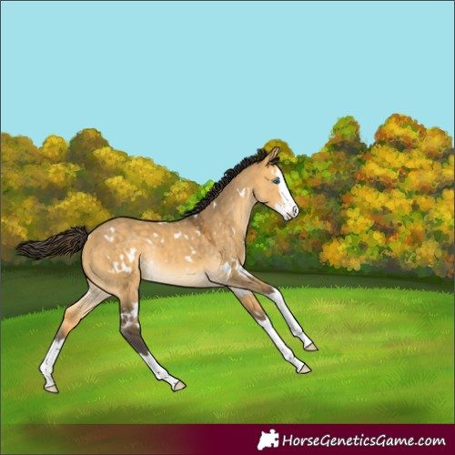 Horse Color:White Spotted Buckskin Dun Splash Rabicano