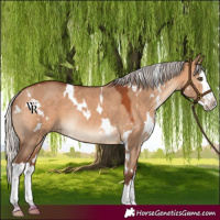 Horse Color:White Spotted Silver Bay Dun Splash Rabicano 