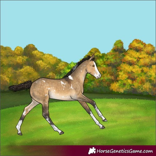Horse Color:White Spotted Buckskin Dun Splash Rabicano 