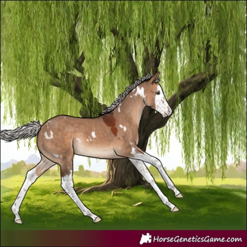 Horse Color:White Spotted Silver Brown Dun Splash Rabicano
