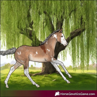 Horse Color:White Spotted Silver Brown Dun Splash Rabicano 